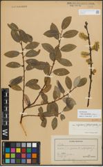 Foto von Salix myrsinifolia Salisb. x Salix phylicifolia L.